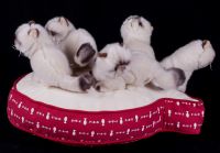 FAO Schwarz Siamese Himalyan Kitten Cats on Fish Pillow Plush